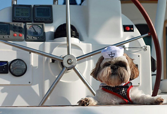 Taking the Dog on a Charter Boat Holiday
